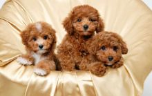 Cute Toy Poodle Puppies- Male & Female Available