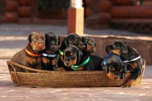 Doberman Pinscher Puppies Available for Adoption