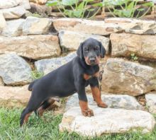 Doberman Pinschers,2 left.