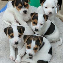 Lovely Jack Russell Terrier Puppies for Sale