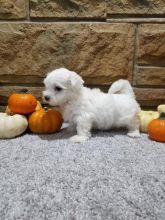 Maltese puppies ready for adoption