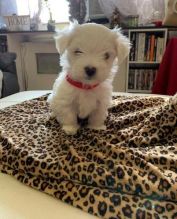 Top Class Maltese Puppies Available