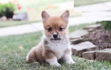 Welsh Corgi puppies, (boy and girl)