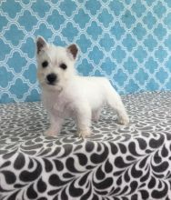 Westie puppies