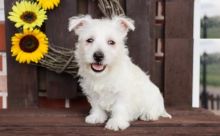 Westie puppies, (boy and girl)