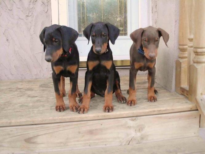 Beautiful Doberman Pinscher Puppies Available Image eClassifieds4u