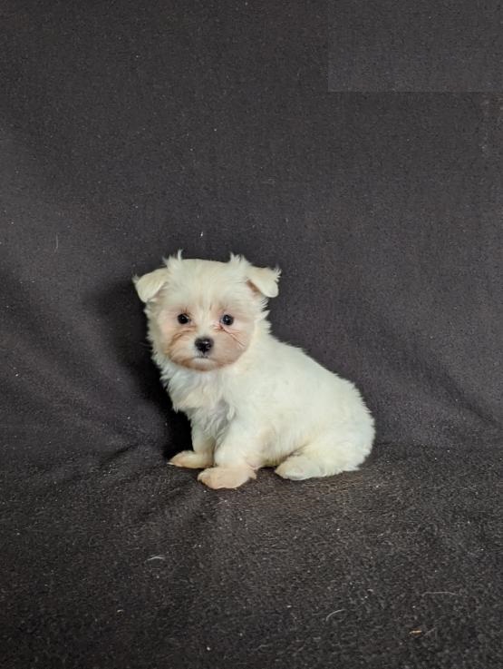 CBCA Maltese puppies Image eClassifieds4u