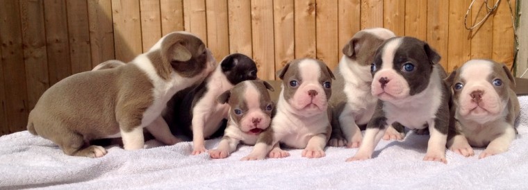 Cute Boston terrier Pups Available Image eClassifieds4u