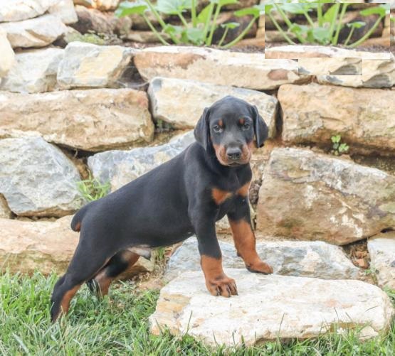 Doberman Pinschers,2 left. Image eClassifieds4u
