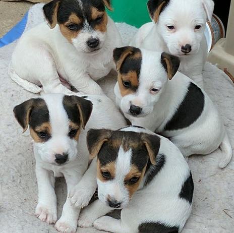 Lovely Jack Russell Terrier Puppies for Sale Image eClassifieds4u