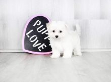 Maltese puppies Image eClassifieds4U