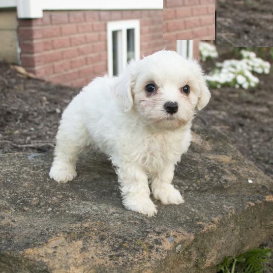Maltese puppies, (boy and girl) Image eClassifieds4u