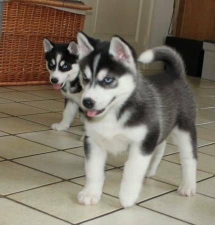 Straight up Blue Eyes Siberian Husky Puppies For Sale Image eClassifieds4u