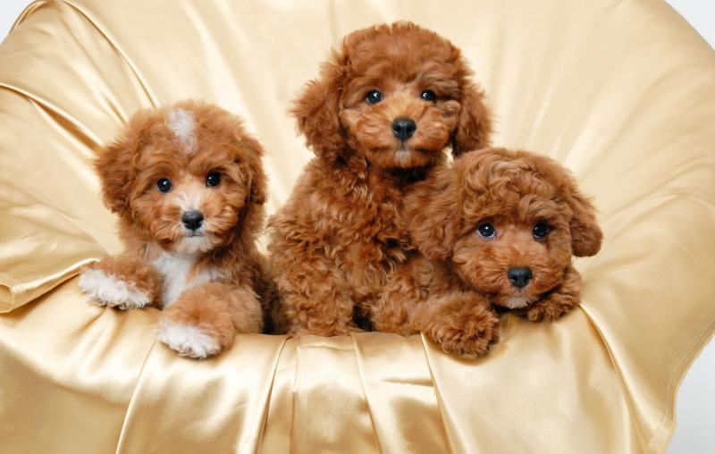 Sweet & Playful Toy Poodle Puppies For Adoption Image eClassifieds4u