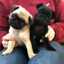 Cute and Adorable Pugs Puppies For Sale