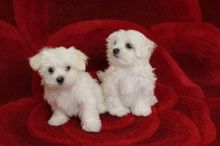 Nice and Healthy Maltese Puppies Available