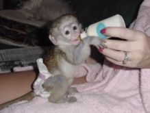 Outstanding Capuchin Monkeys for Adoption