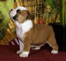 Super Adorable English Bulldog Puppies Available