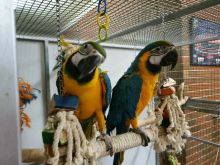 Talkative Pair Of Blue & Gold Macaw Parrots Available