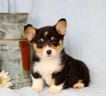 Well Trained Pembroke Welsh Corgi Puppies Available