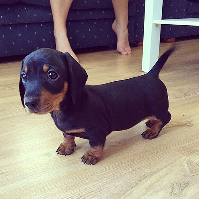 Excellent Dachshunds Puppies for adoption Email US (christjohnson204@gmail.com ) Image eClassifieds4u