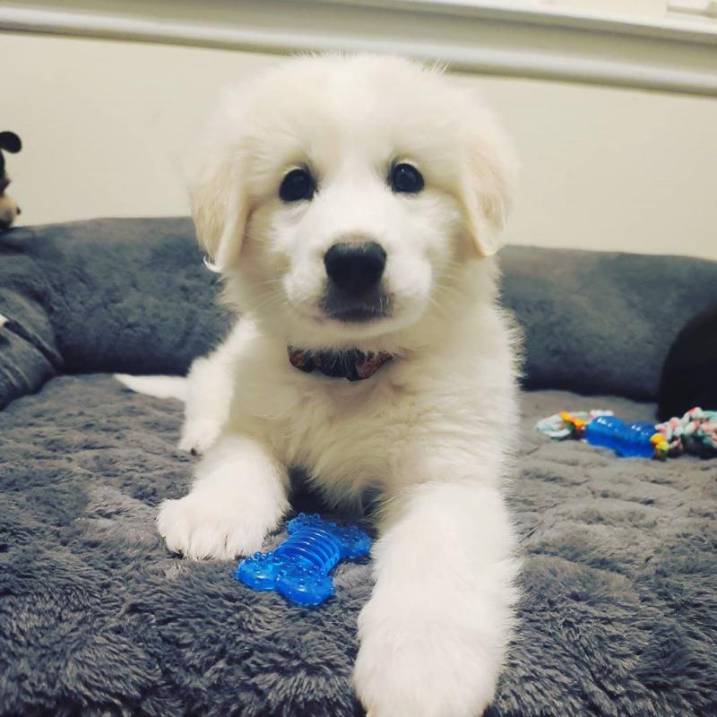 HEALTHY C.K.C MALE/FEMALE GREAT PYRENEES PUPPIES FOR ADOPTION Image eClassifieds4u