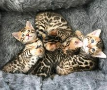 Bengal Kittens Available Image eClassifieds4U