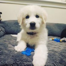 🟥🍁🟥 HEALTHY CKC GREAT PYRENEES PUPPIES 🟥🍁🟥 Image eClassifieds4U