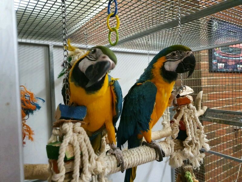 Talkative Pair Of Blue & Gold Macaw Parrots Available Image eClassifieds4u