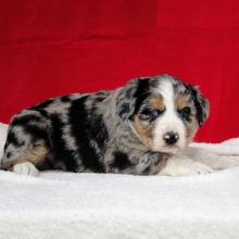 Australian Shepherd puppies, (boy and girl)