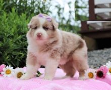 Australian Shepherds,2 left.