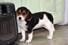 Beagle puppies