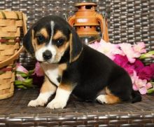 Beagle puppies, (boy and girl)