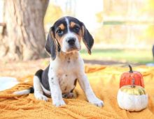 Beagles,2 left.