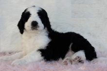 Bernedoodle puppies