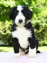 Bernedoodles,2 left.