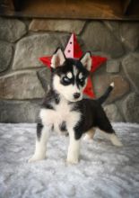 CBCA Siberian Husky puppies