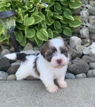 Havanese puppies