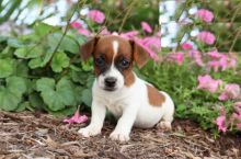 Jack Russell Terriers,2 left.