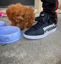 Toy Poodle puppies