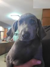 Weimaraner puppies