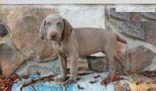 Weimaraner puppies, (boy and girl)