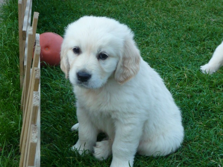 Adorable Golden Retriever Puppies Image eClassifieds4u