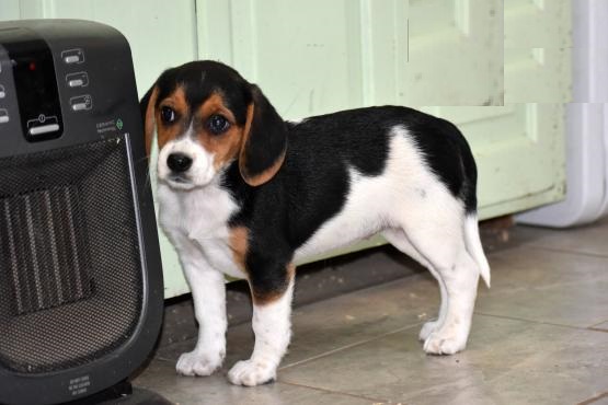 Beagle puppies Image eClassifieds4u