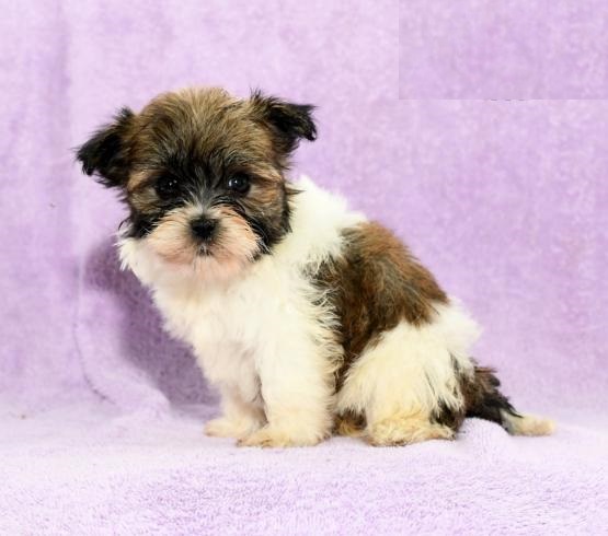 Havanese puppies for adoption Image eClassifieds4u