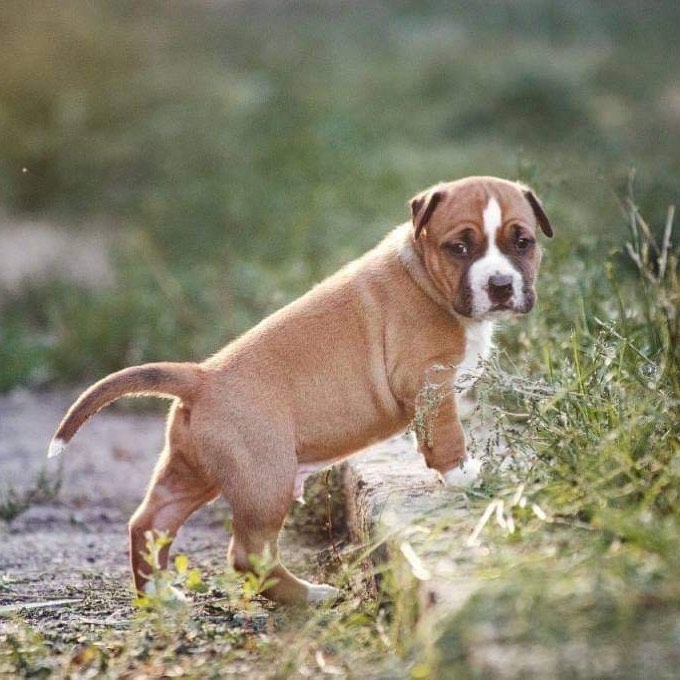 HEALTHY C.K.C AMERICAN STAFFORDSHIRE TERRIER PUPPIES FOR ADOPTION Image eClassifieds4u