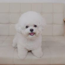 Affectionate Bichon Frise Puppies ready for Rehoming Image eClassifieds4u 2
