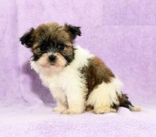 Havanese puppies for adoption Image eClassifieds4U