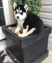 Siberian Husky puppies ready for adoption Image eClassifieds4U