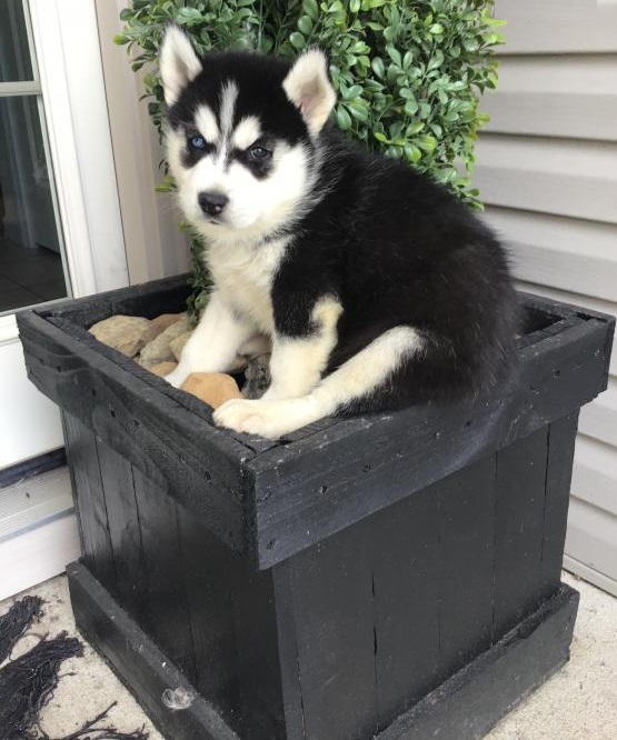 Siberian Husky puppies ready for adoption Image eClassifieds4u